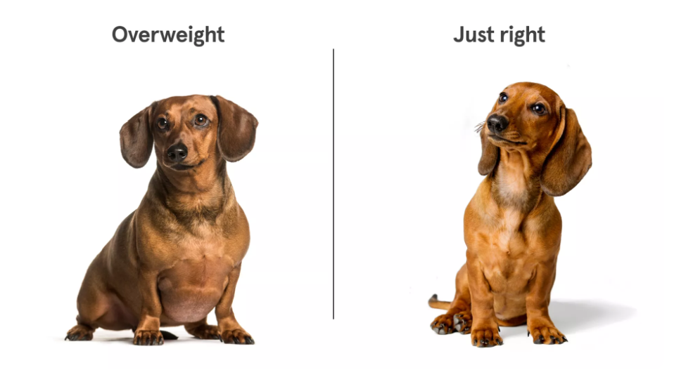 how much should my dachshund weigh